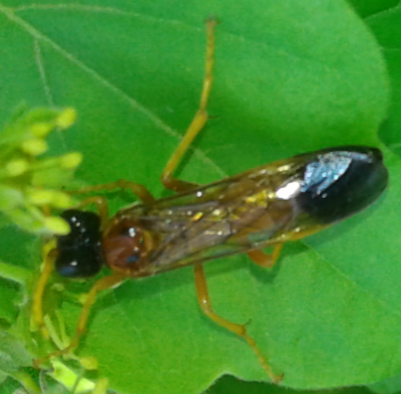 Tenthredinidae : Tenthredo campestris? s!